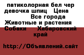 патиколорная бел/чер девочка шпиц › Цена ­ 15 000 - Все города Животные и растения » Собаки   . Хабаровский край